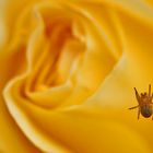 Spinne an einer Rosenblüte