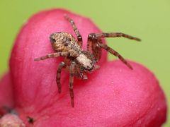 Spinne an Hütchen