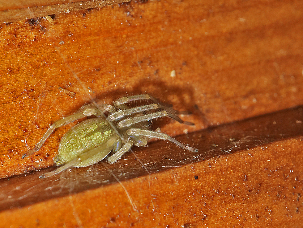 Spinne an meiner Hütte