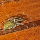 Spinne an meiner Hütte