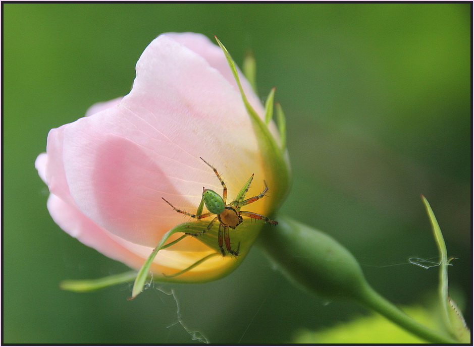 Spinne an Rose