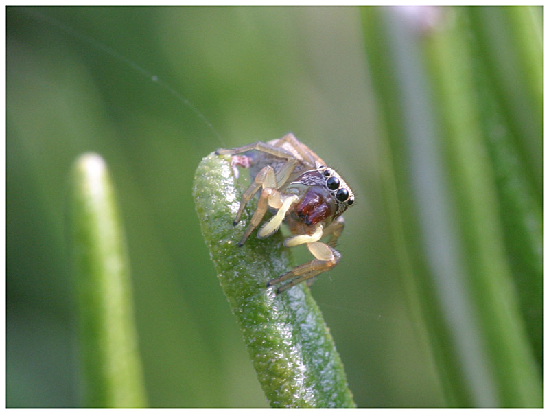 Spinne an Rosmarin