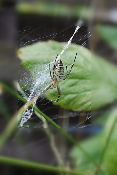 Spinne an unseren Himbeeren ...