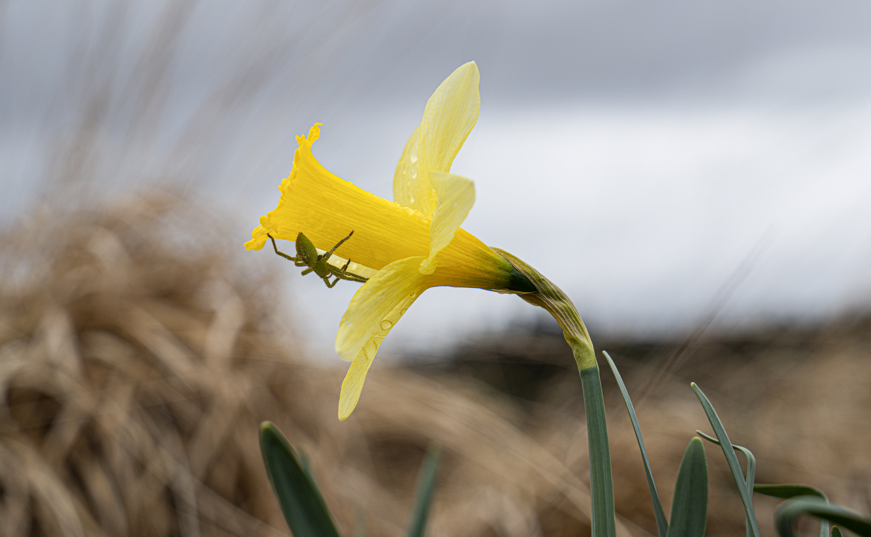 Spinne an Wildnarzisse