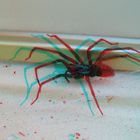 Spinne (Anaglyphe Rot/Cyan)