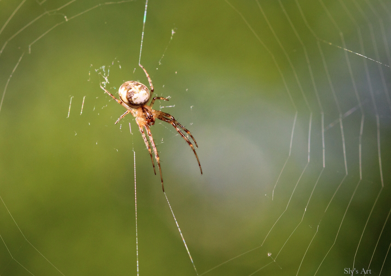 Spinne angeblitzt