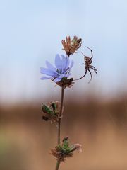  Spinne (Arachnida) P9016345