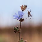  Spinne (Arachnida) P9016345