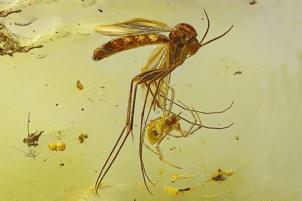 Spinne Aranea mit Pilzmücke Mycetophilidae