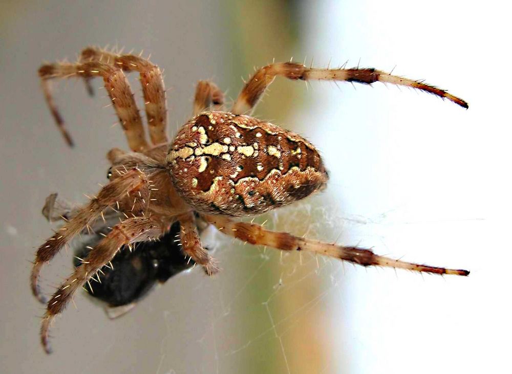 Spinne--Araneus diadematus