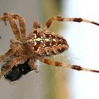 Spinne--Araneus diadematus