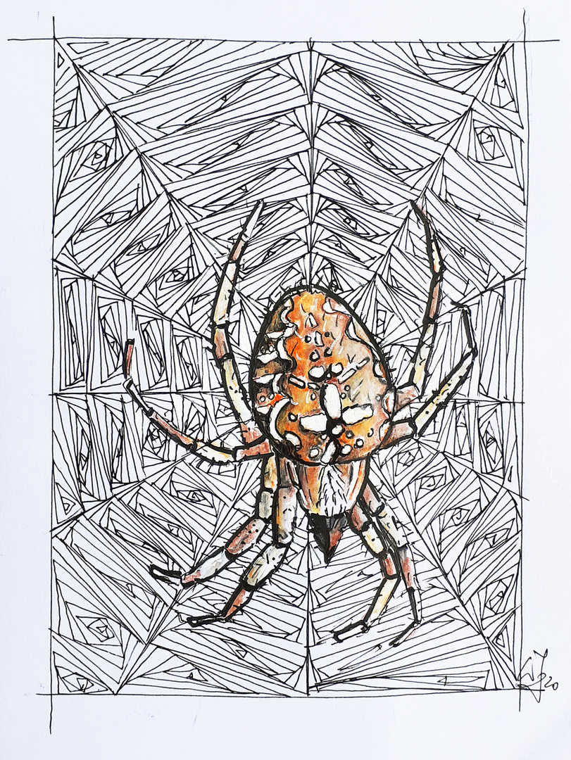Spinne Araneus  Tangelitus