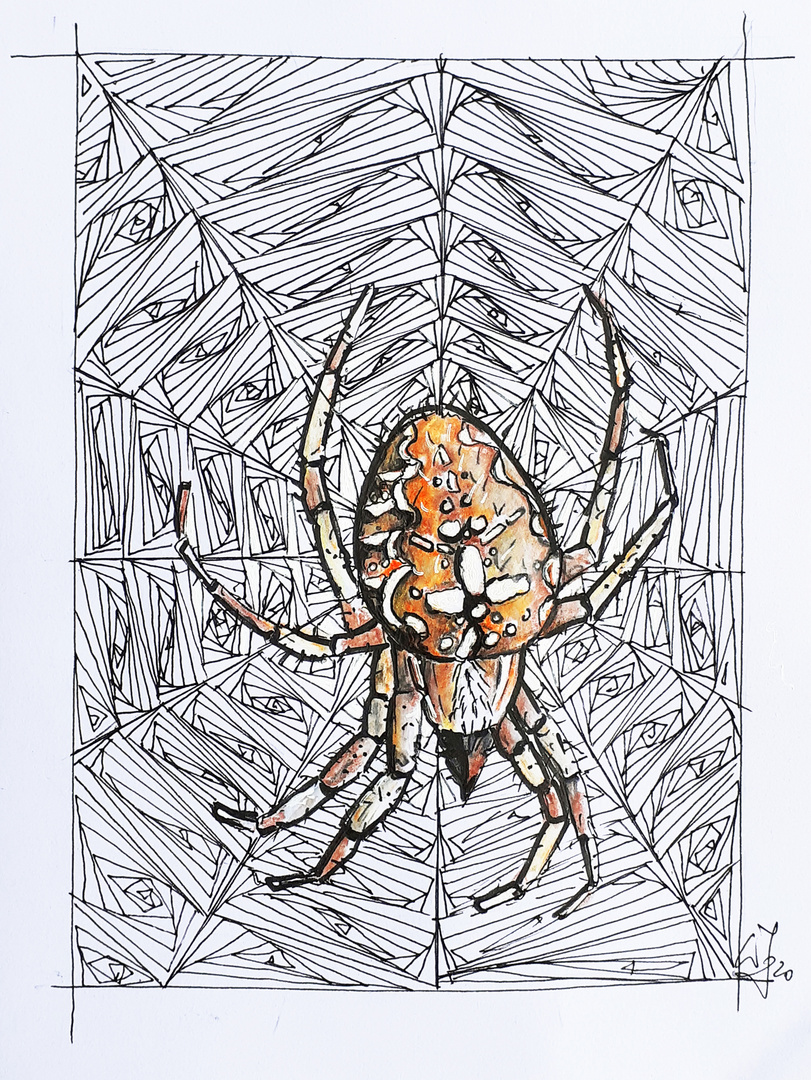 Spinne Zeichnen