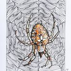 Spinne Araneus  Tangelitus