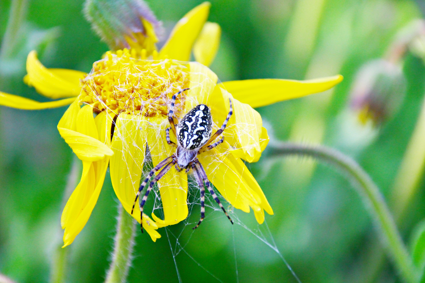 Spinne auf Arnika