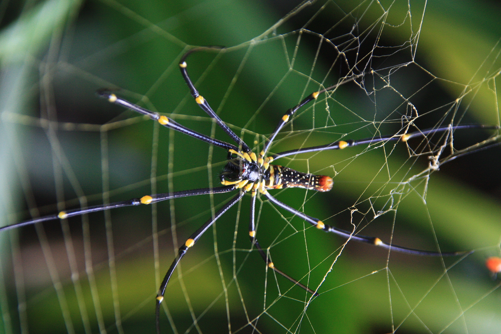 Spinne auf Bali