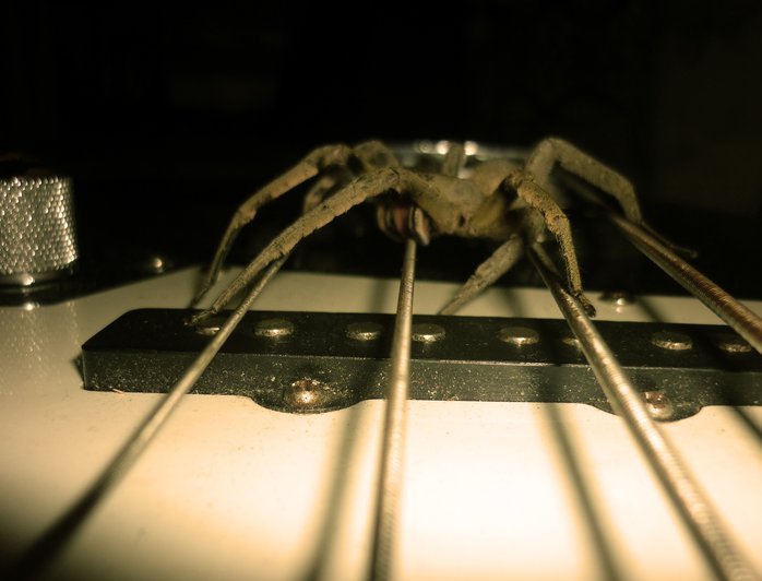 Spinne auf Bass