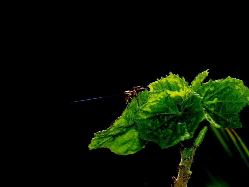 ***Spinne auf Begonie***