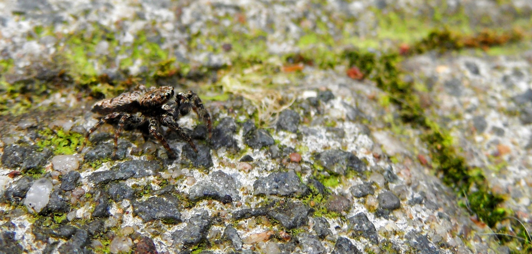 Spinne auf Betonpflaster