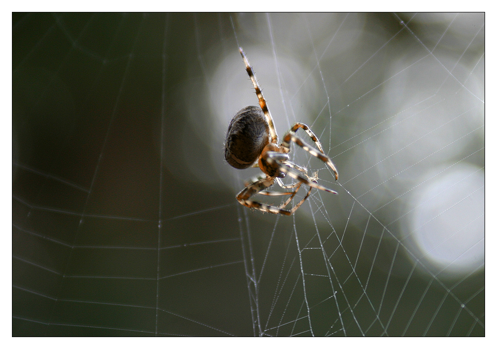 Spinne auf Beute