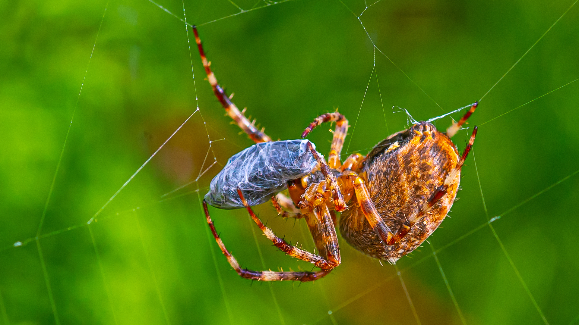 Spinne auf Beutefang