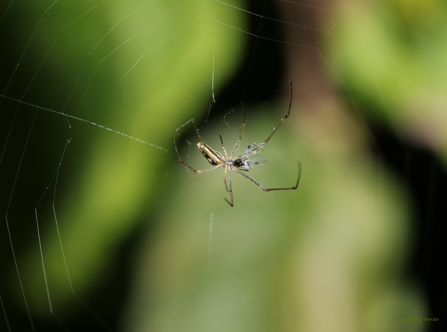 Spinne auf Beutefang