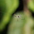 Spinne auf Beutefang
