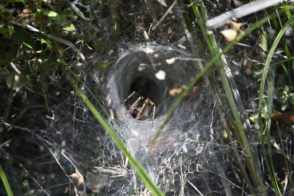 Spinne auf Beutefang