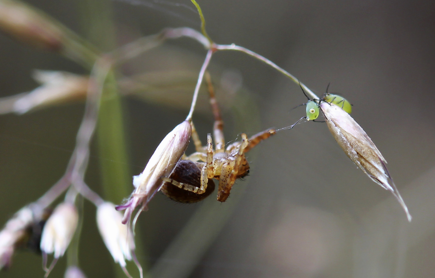 Spinne auf Beutefang