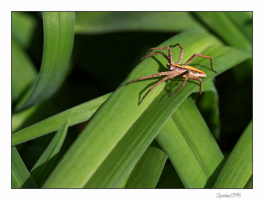 Spinne auf Beutefang....