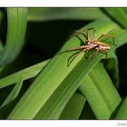 Spinne auf Beutefang....