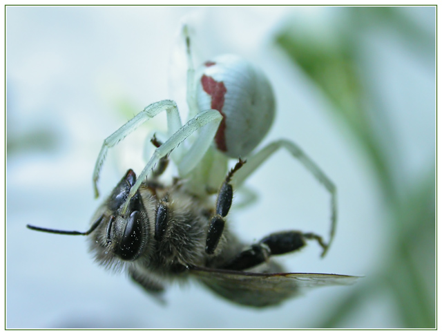 Spinne auf Bienenjagd