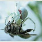 Spinne auf Bienenjagd