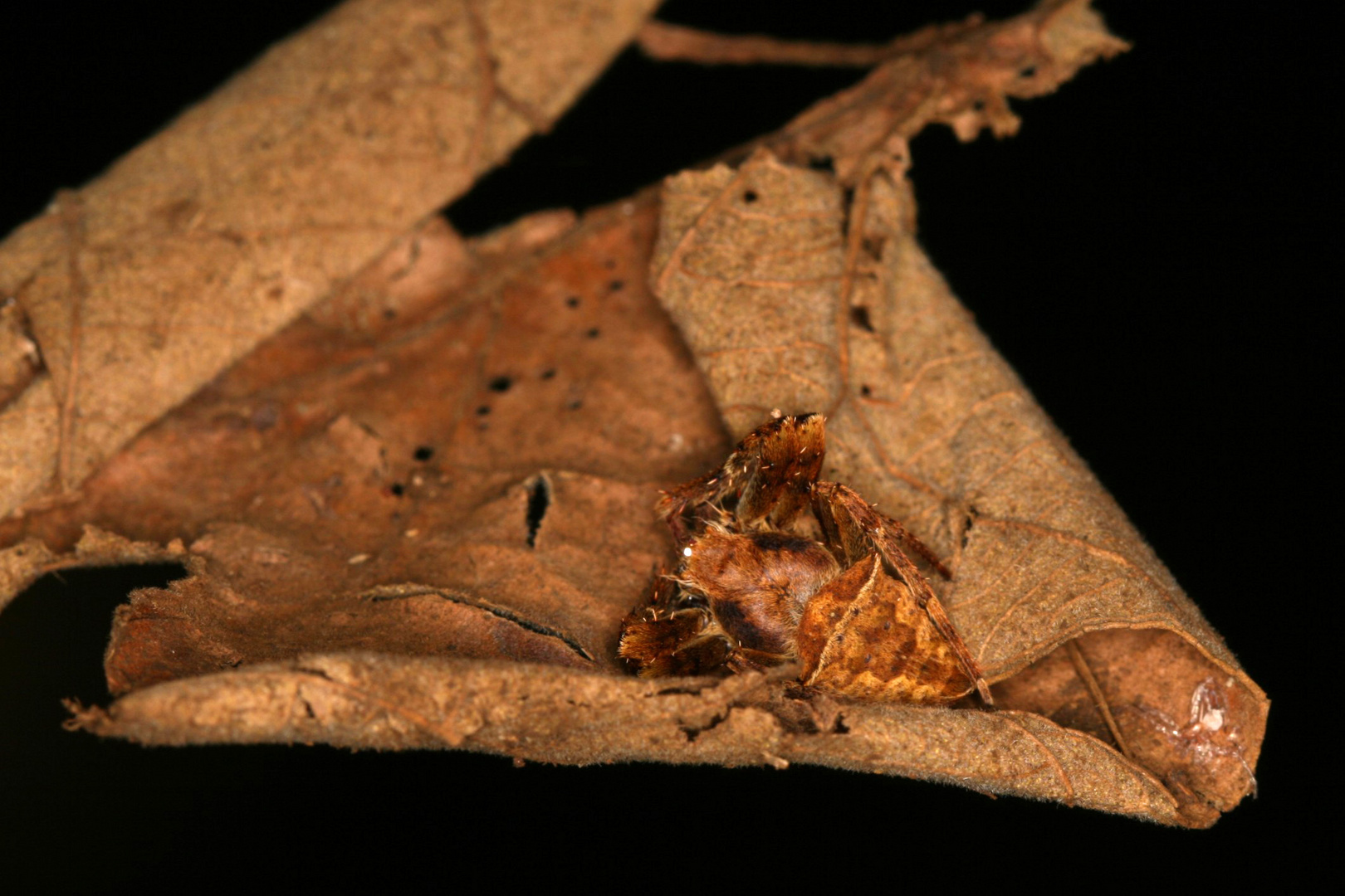 Spinne auf Blatt