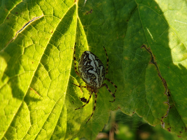 Spinne auf Blatt!