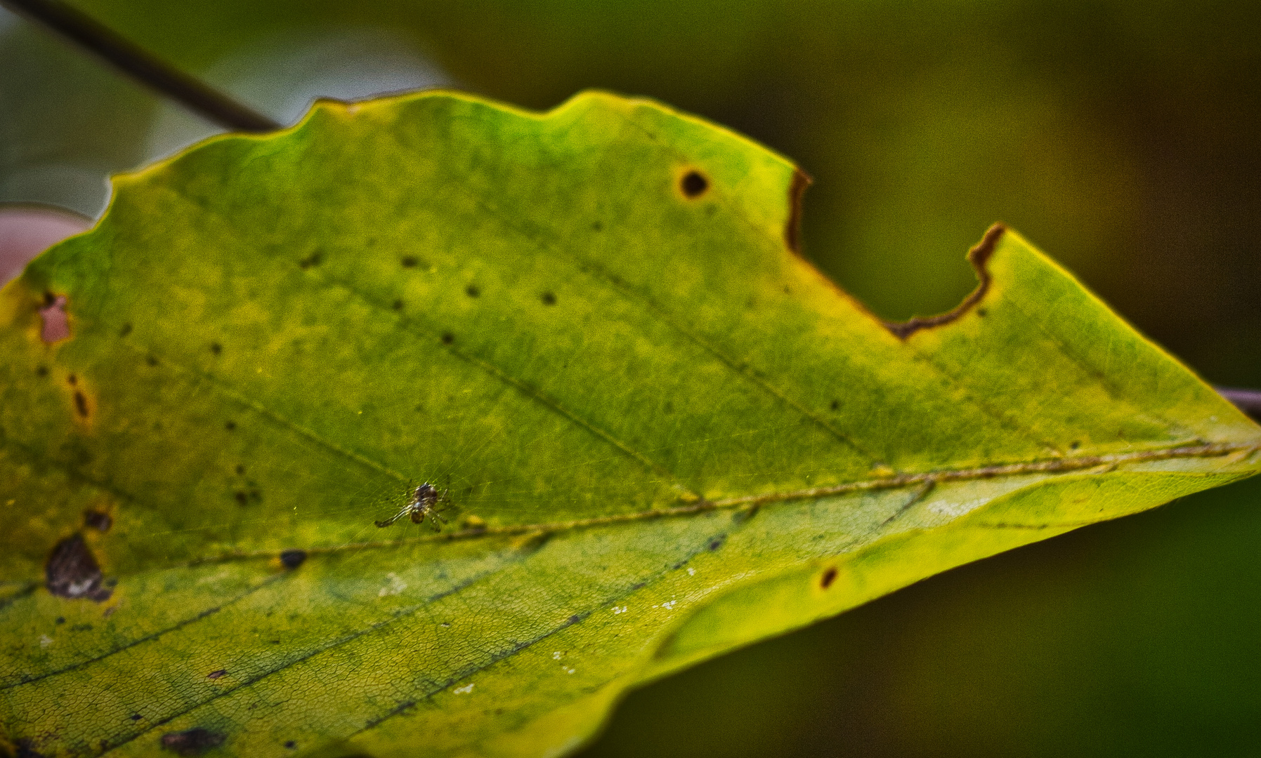 Spinne auf Blatt