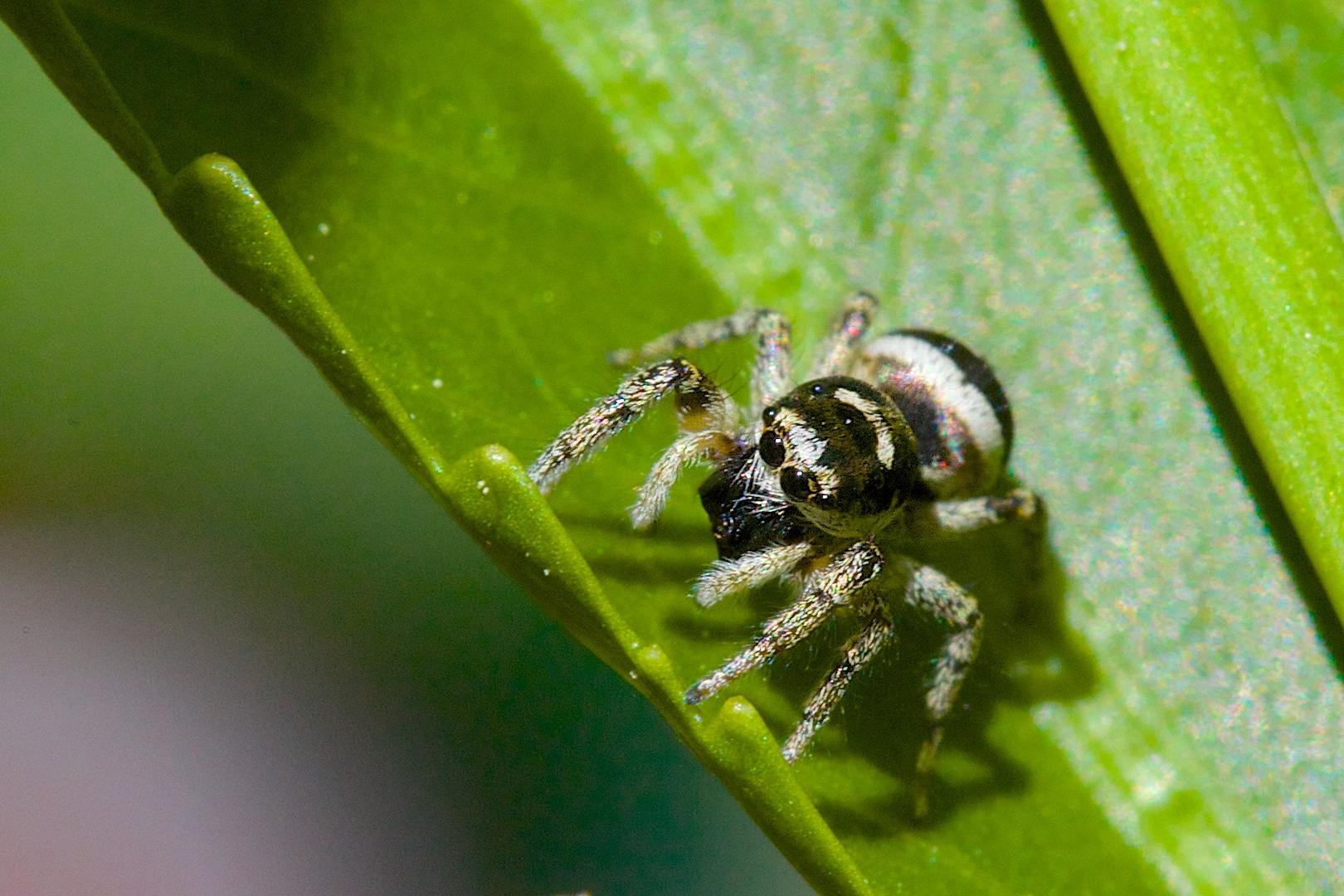 Spinne auf Blatt