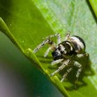 Spinne auf Blatt