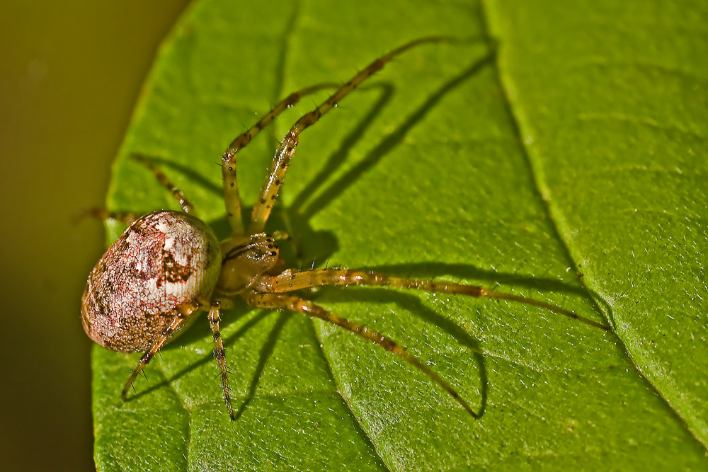 Spinne auf Blatt