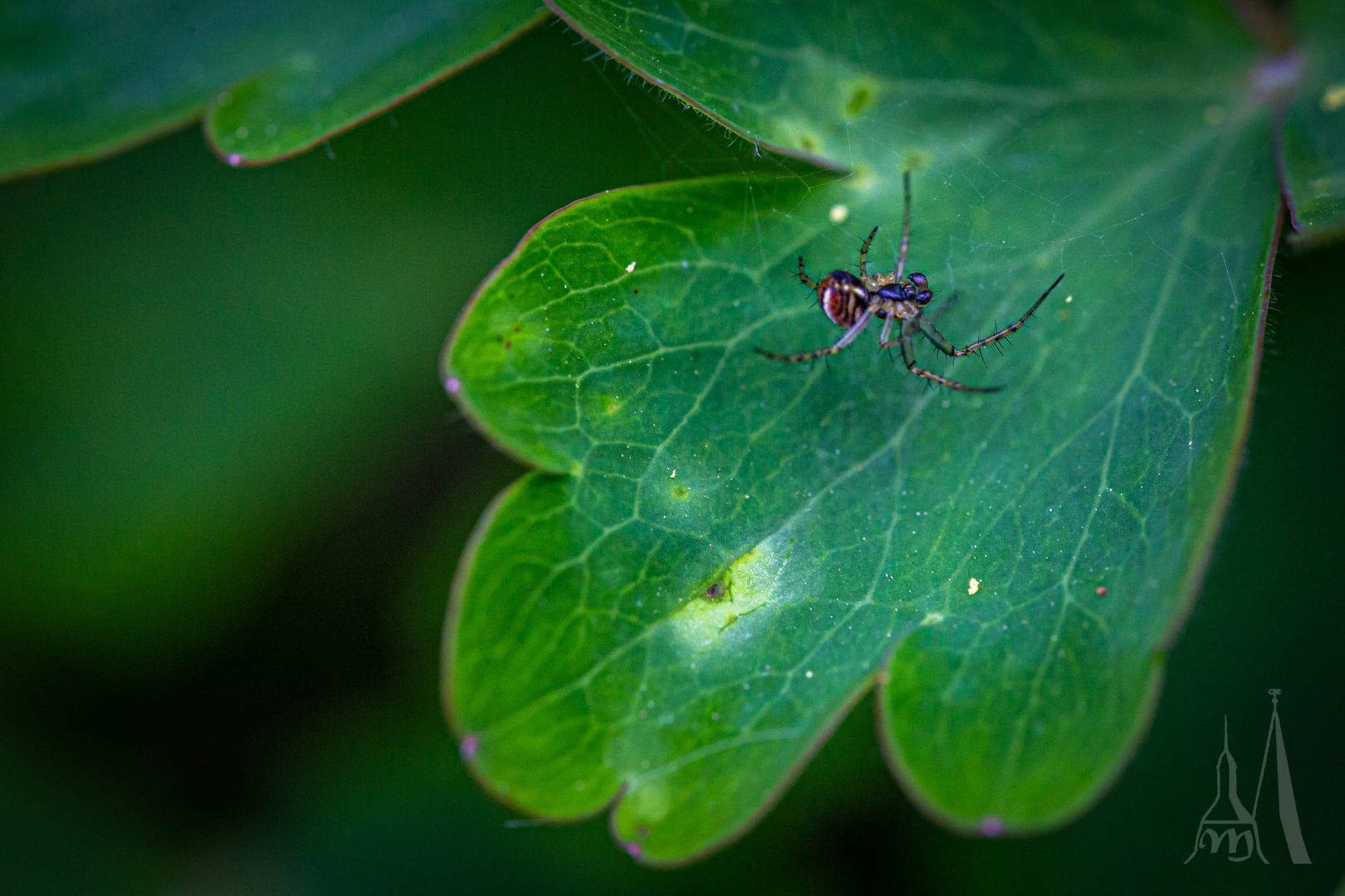 Spinne auf Blatt