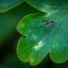 Spinne auf Blatt