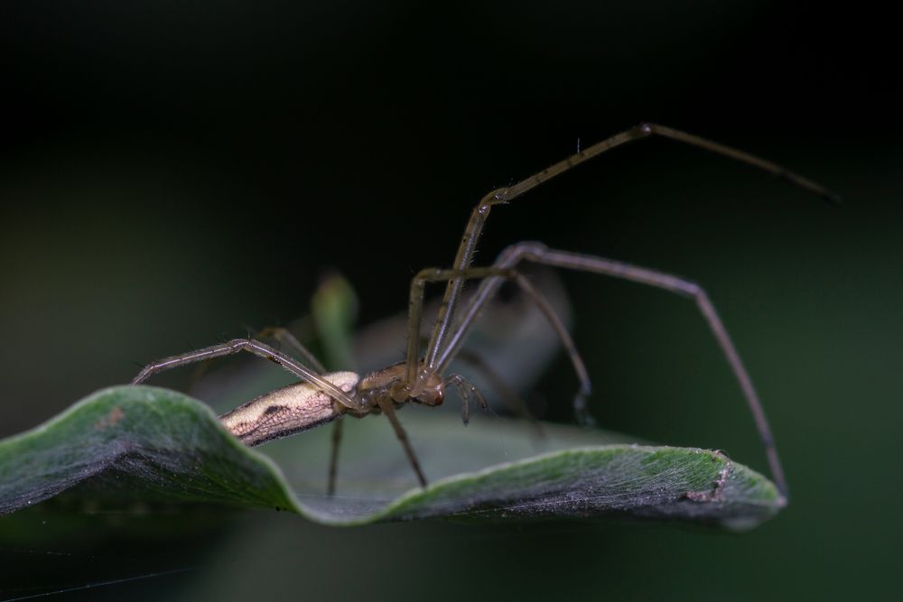 Spinne auf Blatt