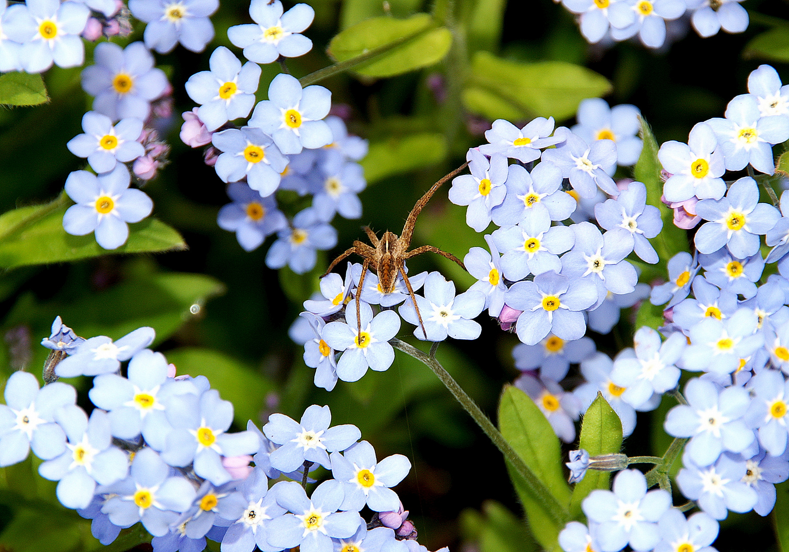 Spinne auf Blüte