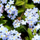 Spinne auf Blüte