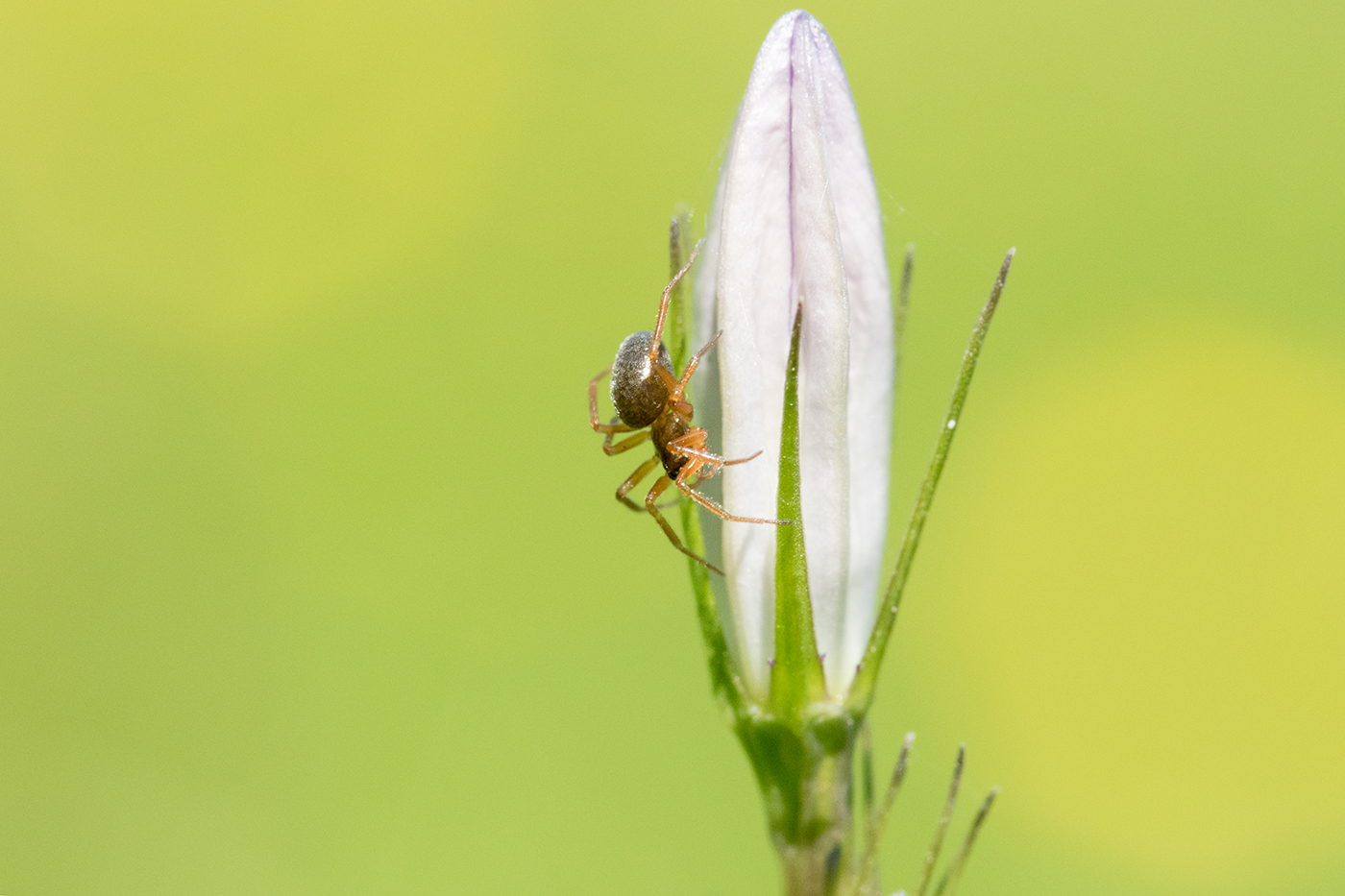 Spinne auf Blüte