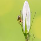 Spinne auf Blüte