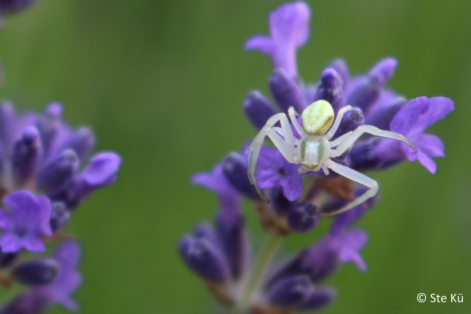 Spinne auf Blüte