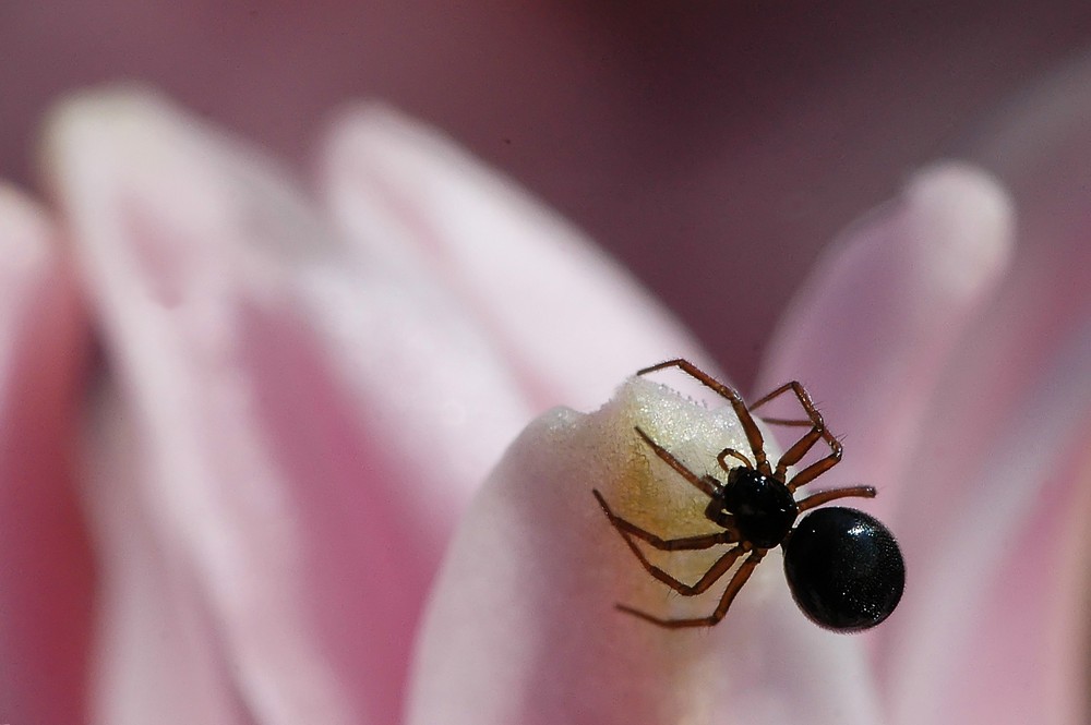 Spinne auf Blüte