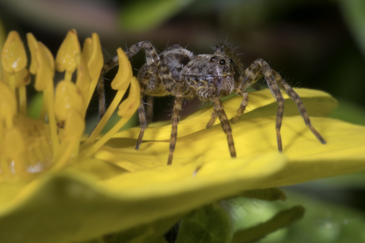 Spinne auf Blüte II