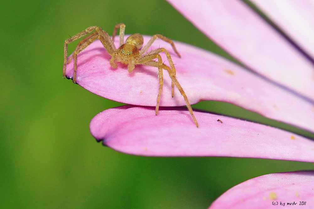 Spinne auf Blütenblatt